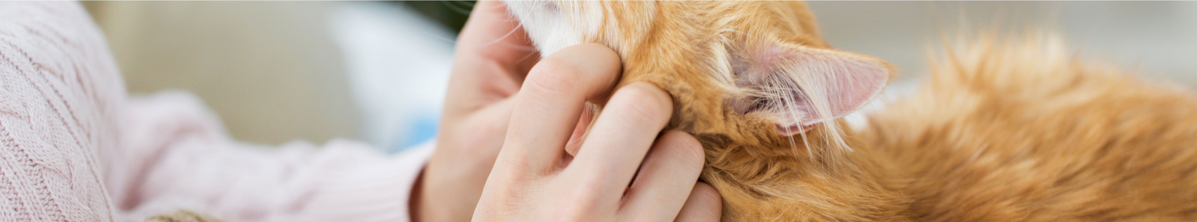 Kedilerle Sağlıklı İletişim: Beden Dili ve Sesleri Doğru Anlamak