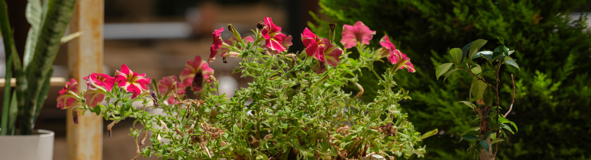 Şehirde Doğaya Dönüş: Adım Adım Balkon Sebzeciliği Rehberi