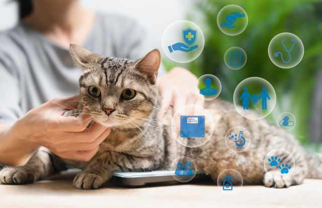 veterinerde tedavi olan kedi