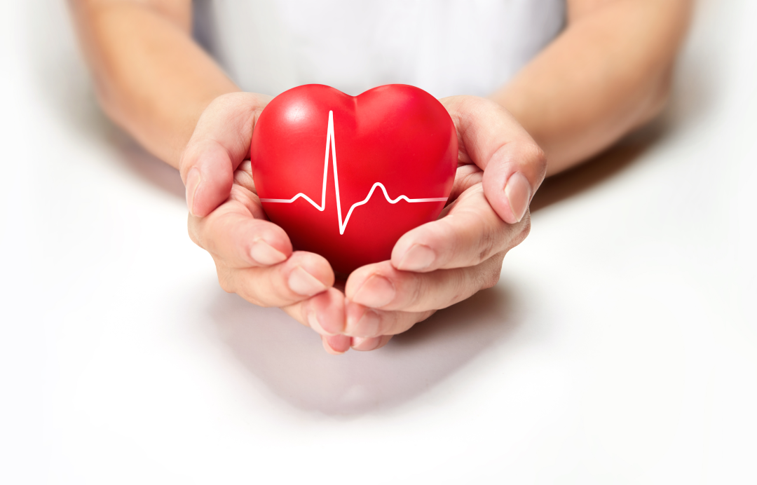 Hands holding a red heart with hearbeat line on white background