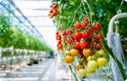 tomato greenhouse