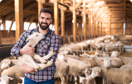 farmer holding lambs in barn