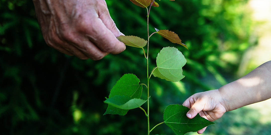sürdürülebilirlik