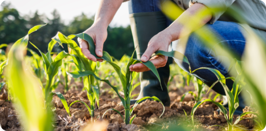 Tarladaki bitkilerini kontrol eden çiftçi