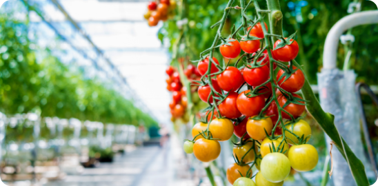 Seradaki salkım domatesler