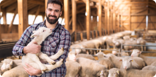 Kuzular ve koyunların bulunduğu ahırda elinde bir kuzu tutan kişi